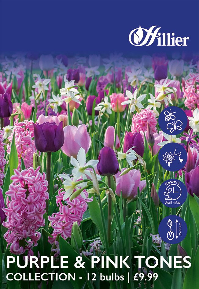 8718641999837 1 Purple Pink Tones Collection Bulbs.jpg